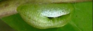 Pupae